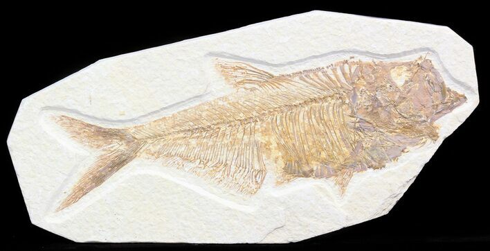 Detailed, Diplomystus Fossil Fish - Wyoming #41048